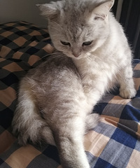 猫很懂事,知道没经过我允许不能上床,但我一召唤它就跳上来