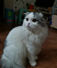 ���Ǽҵĳ�ëè��һ���ˣ�����ϲ������ɨ��һ����β��