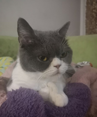 我的猫也是一个势利眼!因为它面对我和面对女儿做出的表情不一样