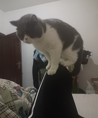 我的猫也是一个势利眼!因为它面对我和面对女儿做出的表情不一样
