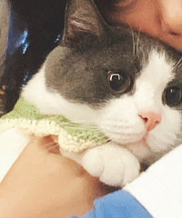 气温骤降,家住南山的我感觉太冷了,我家11只猫都穿上了衣服