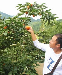 重庆最全柿子采摘攻略,错过又要再等一年啦
