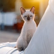 白内障猫猫的百天写真
