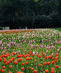 ĽЩסڻ԰ˣʳͨ԰Ķ