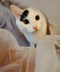 发现猫砂盆里有血迹,看医生后竟是得了结石,还好帮它战胜了结石