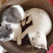 首次养猫就养了2只