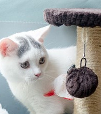 һֻèԸ񳬺ãҲܸЦ