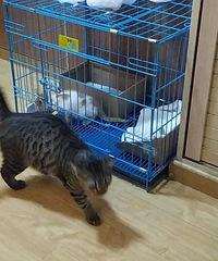 赌咒发誓说不捡猫了,但是看到它在我车底下喵喵叫还是心软带回了