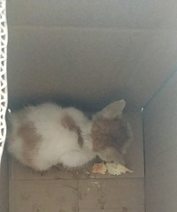 ���䷢��˵����è�ˣ����ǿ��������ҳ����������л�������������