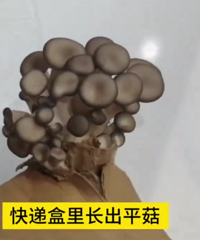 女子网购花肥,快递放11天钻出一簇平菇