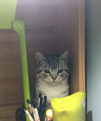 因为孩子对猫毛过敏所以忍痛将美短弟弟求领养,性格乖巧黏人