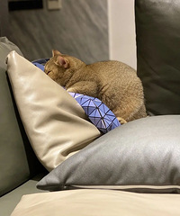 我的猫长了一张娃娃脸,虽然已经一岁了,但脸巴还是六个月的样子