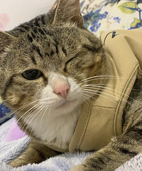 医生喊我安乐的流浪猫现在颜值逆天了,前后不过一个月的时间