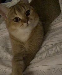 我的猫长了一张娃娃脸,虽然已经一岁了,但脸巴还是六个月的样子