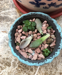 我的多肉和仙人掌从来没有花钱买过,因为我都是捡叶子来做叶插