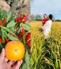回老家过上了“李子柒”的惬意生活,包场赶海,随手可摘新鲜蔬菜