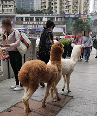 连着两天看到有人溜羊驼,现在流行养这个了?