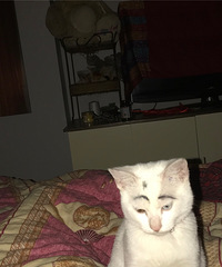 求大家推荐个给猫咪成功剪指甲但不会被抓伤的办法,因为它要咬人