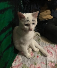 求大家推荐个给猫咪成功剪指甲但不会被抓伤的办法,因为它要咬人