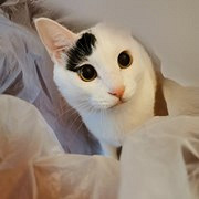 帮猫咪战胜膀胱结石
