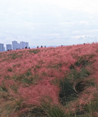 Żȥֱι԰ķ죬òˣ˵˵