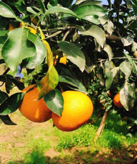 ���������ܱ�ժ�߳Եĳ��ӻ��أ��ִ��ֱ��������������ʺ��޶�