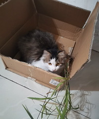 8个月大的流浪猫求领养,是长毛短腿猫,颜值挺高,胃口也好
