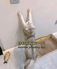 800块钱买的猫,承担了我们全家人的欢乐,最喜欢爬床和钻被窝