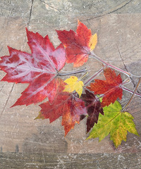 ɫɭ+Թƻᣬĩһöȹ