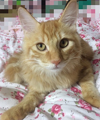 5个月大的长毛橘猫弟弟求领养,已打疫苗,已做外驱内驱
