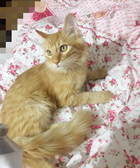5个月大的长毛橘猫弟弟求领养,已打疫苗,已做外驱内驱