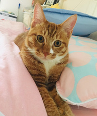 我家的小橘猫已经7斤多重了,非常黏人,每天恨不得挂到我身上.