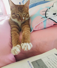 我家的小橘猫已经7斤多重了,非常黏人,每天恨不得挂到我身上.