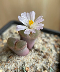 Щʯ׶оȺĵһ̲軹Ҹ