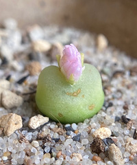 看到我养的这些生石花和肉锥,感觉比喝了秋天的第一杯奶茶还幸福