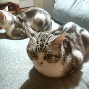 小霸王终于娶到老婆了