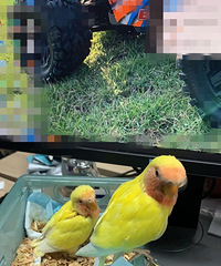 Ϊ�˰�����˳���������ֱ̰�����ְ�æιʳ���ȵ������޶�����..