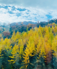 周末打卡光雾山,这是附近最美的秋天了吧,媲美胡杨林,攻略附上