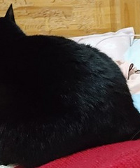 天气越来越冷,猫也主动投怀送抱了,而且还专门挑的好地方趴