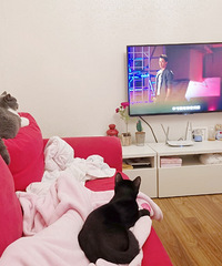 7月暴雨天捡到一只黑猫,没想到才三个月它就蜕变成了只“帅哥”