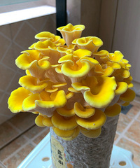 ����������ָ���ֵĢ����������������Ȥ����ζ