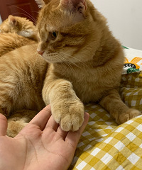 橘猫在新家不适应,又把它接回来了,它还是适合和这2只猫当好朋友