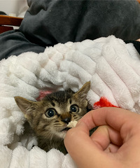 񵽵С껨èеСһèɰ