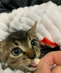 񵽵С껨èеСһèɰ