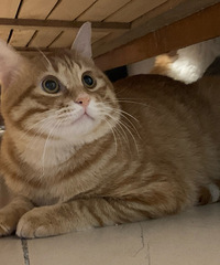 橘猫在新家不适应,又把它接回来了,它还是适合和这2只猫当好朋友