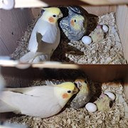 喜迎4只鹦鹉宝宝