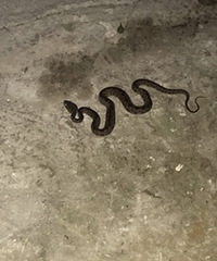 һ߷ȦѶ˵Ƕߡԭìͷ