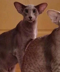 晒晒我家的两只东方短毛猫,看这一脸憨憨的表情是长知识了吧?