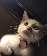 我家小乖曾经是只流浪猫,如今已经长成大美妞了,而且很活泼