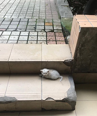 我家小乖曾经是只流浪猫,如今已经长成大美妞了,而且很活泼